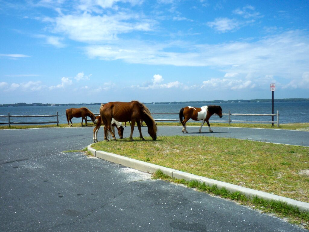 Assateague 2