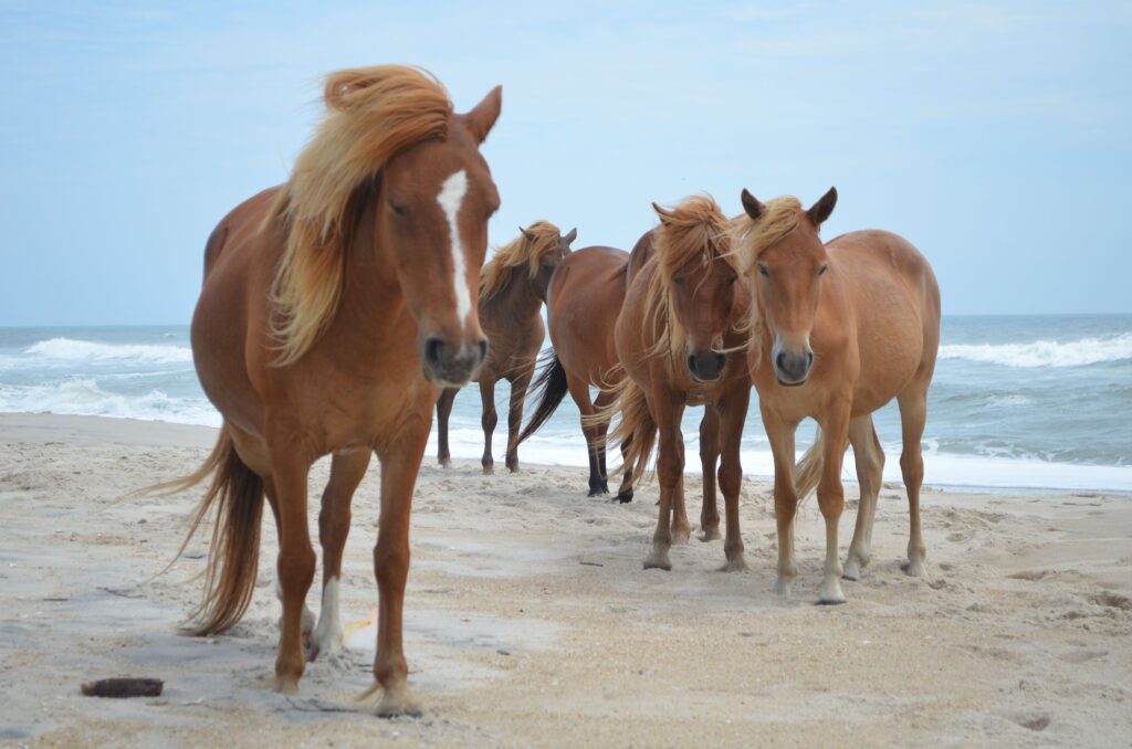 Assateague 3